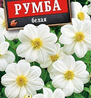 Георгина Румба белая