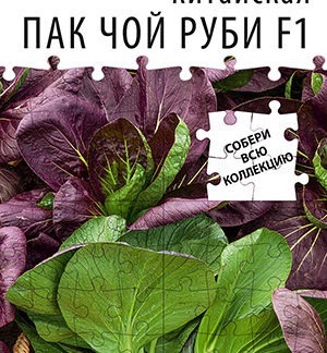Капуста китайская Пак чой руби F1