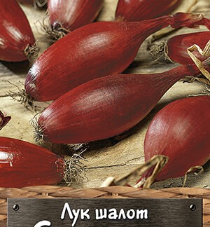Лук шалот Семьянин