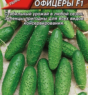 Огурец Господа офицеры F1