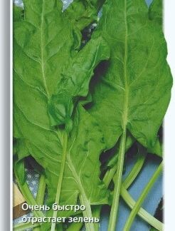 Щавель Крупнолистный