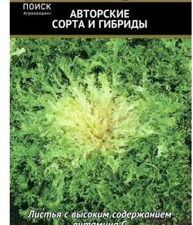 Эндивий Весенний