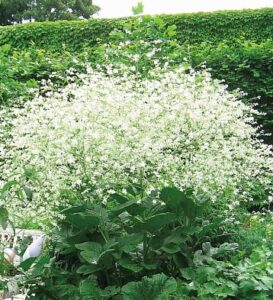 Катран сердцелистный