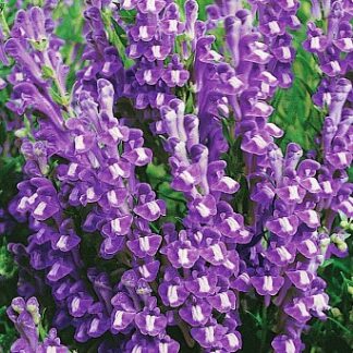 Шлемник байкальский