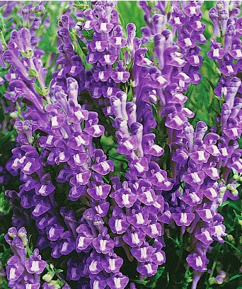 Шлемник байкальский