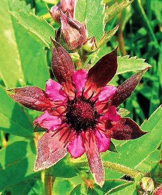 Сабельник Болотный