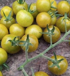 Коллекционный томат  Доктор Грин