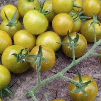 Коллекционный томат  Доктор Грин