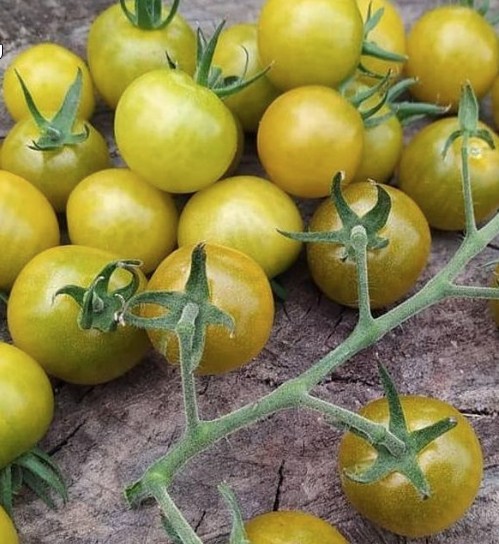 Коллекционный томат Доктор Грин