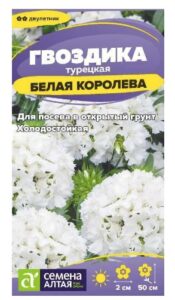 Гвоздика турецкая Белая Королева