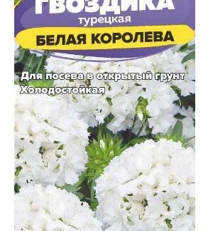 Гвоздика турецкая Белая Королева