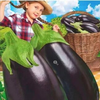 Баклажан Девочка-припевочка