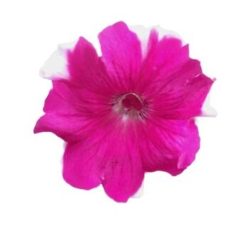 Однолетние цветы