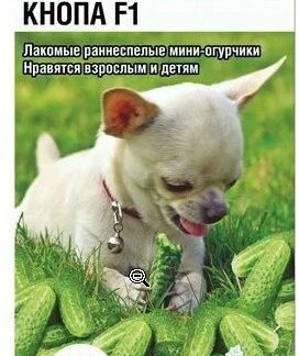 Огурец КНОПА F1