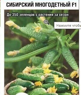 Огурец СИБИРСКИЙ МНОГОДЕТНЫЙ F1