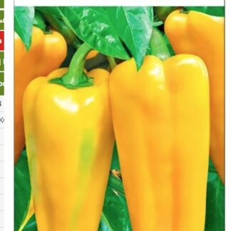 Перец Хитрая лиса