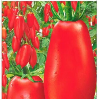 Томат Красная лиана