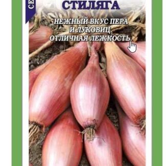 Лук Шалот Стиляга