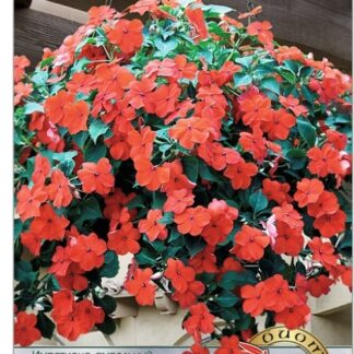 Импатиенс ампельный Хайлайт F1 Дип Оранж