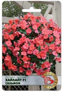 Импатиенс ампельный Хайлайт F1 Сальмон