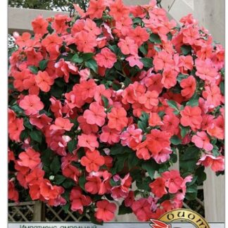 Импатиенс ампельный Хайлайт F1 Сальмон