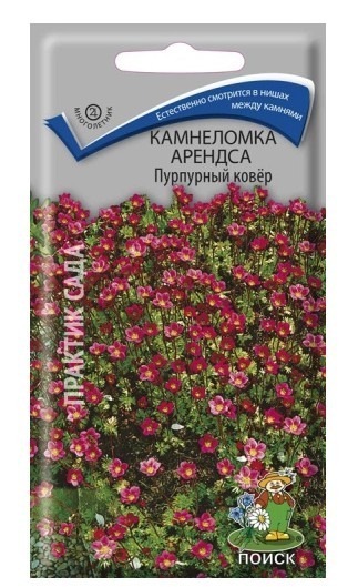 Камнеломка Арендса Пурпурный ковер