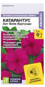 КАТАРАНТУС ХИТ ВЕЙВ БУРГУНДИ