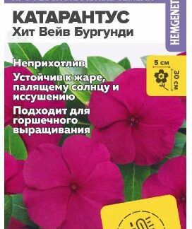 КАТАРАНТУС ХИТ ВЕЙВ БУРГУНДИ