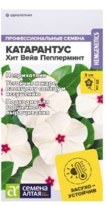 КАТАРАНТУС ХИТ ВЕЙВ ПЕППЕРМИНТ