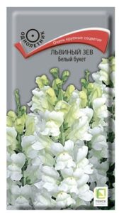 Львиный зев Белый букет