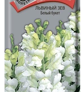 Львиный зев Белый букет