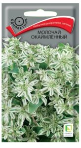 Молочай окаймленный