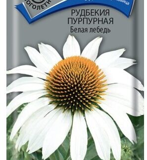 Рудбекия пурпурная Белая лебедь
