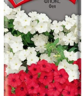 Флокс Фея