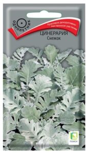 Цинерария Снежок