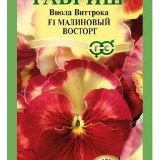 Виола Малиновый восторг