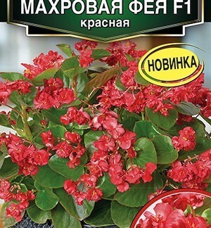 Бегония вечноцветущая махровая Фея F1 красная