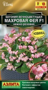 Бегония вечноцветущая махровая Фея F1 нежно-розовая
