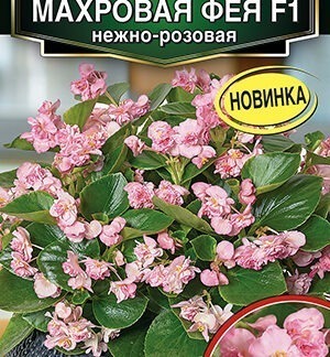 Бегония вечноцветущая махровая Фея F1 нежно-розовая
