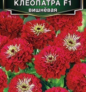 Цинния Клеопатра F1 вишневая