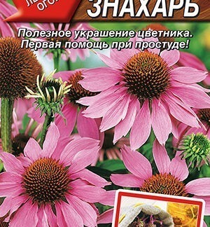 Эхинацея пурпурная Знахарь