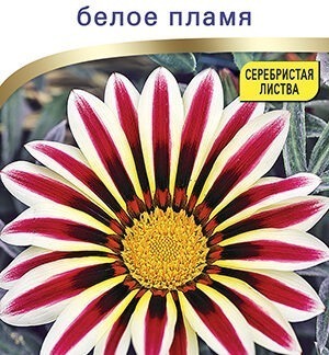 Гацания Фрости кисс F1 белое пламя