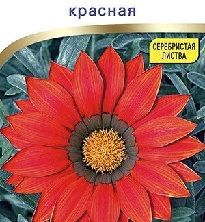 Гацания Фрости кисс F1красная