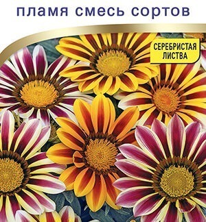 Гацания Фрости кисс F1 пламя, смесь сортов