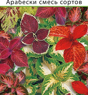 Колеус Арабески, смесь