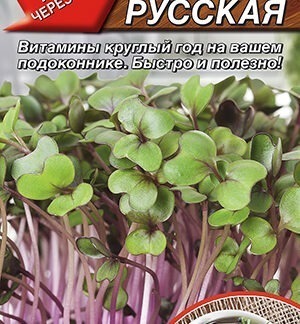 Микрозелень Капуста кале Красная русская