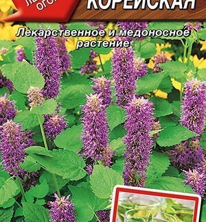 Мята Корейская