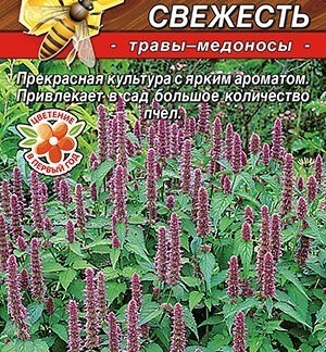 Мята мексиканская Янтарная свежесть