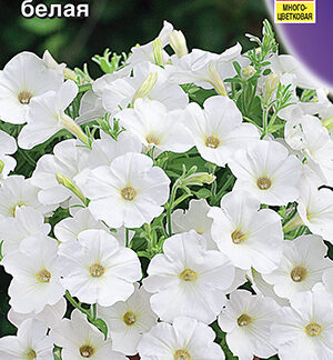 Петуния Аморе Мио F1 белая