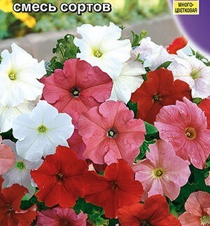 Петуния Аморе Мио F1, смесь сортов